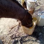 Asi se vive la falta de agua en el Chaco Salteño