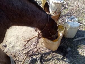 Asi se vive la falta de agua en el Chaco Salteño