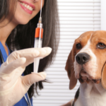 Continúa Vacunación Antirrábica en B° San Isidro de Cerrillos