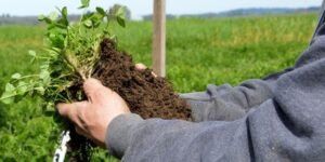 El mundo cambió: Una universidad nacional comenzará a dictar una diplomatura en agricultura regenerativa