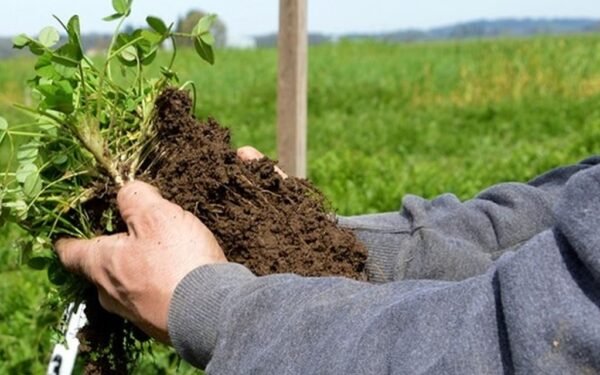 El mundo cambió: Una universidad nacional comenzará a dictar una diplomatura en agricultura regenerativa