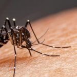 En la capital salteña, confirmaron el primer caso de dengue de la temporada