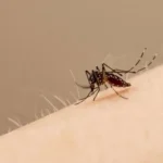 Alerta dengue: Salta está “rodeada” aunque todavía no tiene casos confirmados
