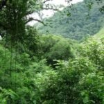 La Subsecretaría de Ambiente acreditó la actualización del ordenamiento de los bosques nativos de Salta