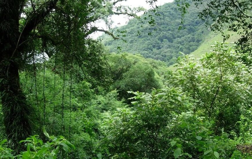 La Subsecretaría de Ambiente acreditó la actualización del ordenamiento de los bosques nativos de Salta