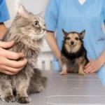 Este lunes 30 y jueves 2 de enero habrá atención veterinaria gratuita en barrios salteños