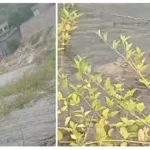 Piden tomar medidas preventivas ante la posible presencia de yacarés en el Dique Cabra Corral