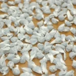 Joaquín V. González: Detenido con 117 envoltorios de pasta base y un arma