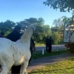 Secuestraron 26 caballos sueltos en un operativo policial en el Valle de Lerma