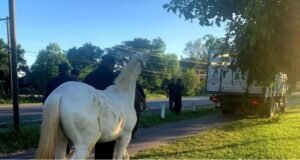 Secuestraron 26 caballos sueltos en un operativo policial en el Valle de Lerma