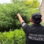 Secuestran plantas de marihuana y detienen a 16 personas en Rosario de Lerma