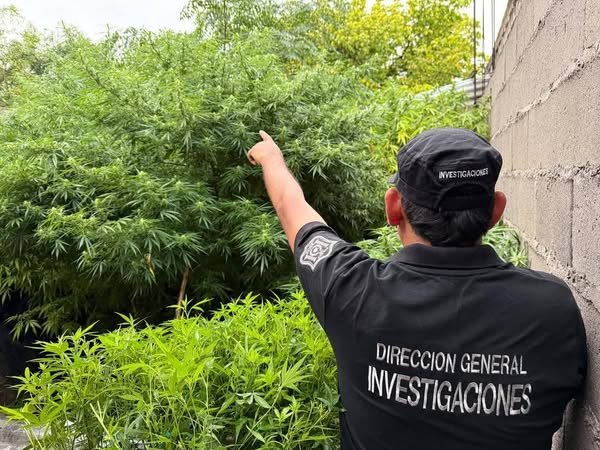 Secuestran plantas de marihuana y detienen a 16 personas en Rosario de Lerma