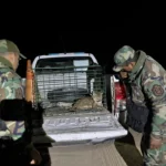 Rescatan a un puma en cautiverio en Rosario de la Frontera