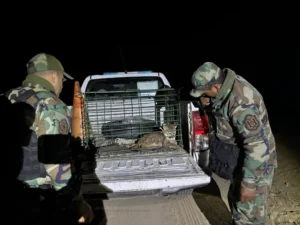 Rescatan a un puma en cautiverio en Rosario de la Frontera