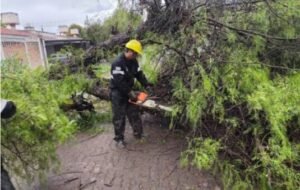La zona sudeste de la ciudad fue la más afectada por los vientos: árboles y postes caídos