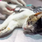 Cronograma del Móvil de Castración de la Municipalidad