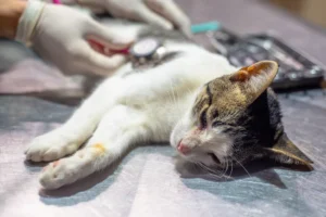 Cronograma del Móvil de Castración de la Municipalidad