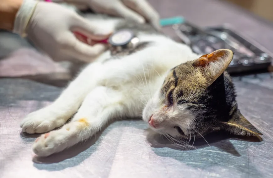 Cronograma del Móvil de Castración de la Municipalidad