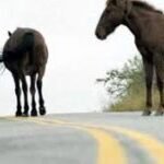 Requieren juicio para el propietario de caballos que causaron un siniestro vial con víctima fatal y lesionados