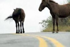 Requieren juicio para el propietario de caballos que causaron un siniestro vial con víctima fatal y lesionados