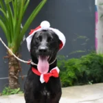 Este domingo 7 habrá una nueva jornada de adopción de perros