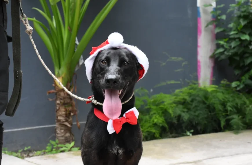 Este domingo 7 habrá una nueva jornada de adopción de perros