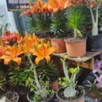 San Valentín: en el mercado San Miguel conseguí el regalo para el Día de Los Enamorados