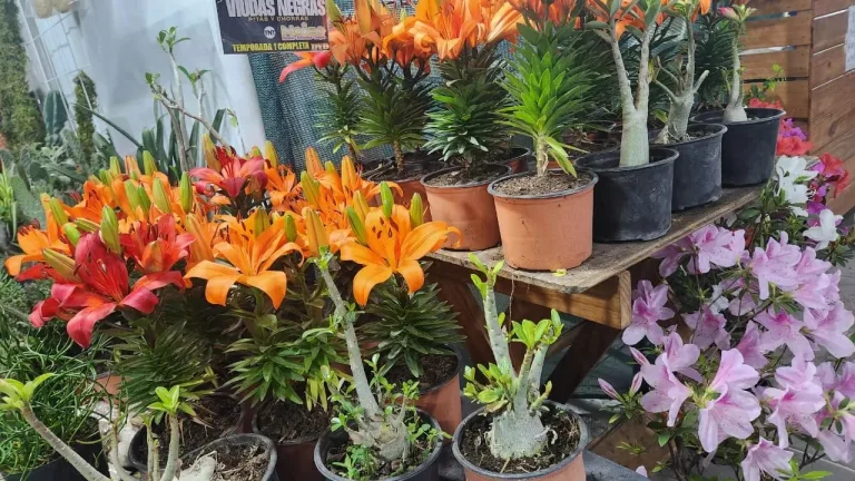 San Valentín: en el mercado San Miguel conseguí el regalo para el Día de Los Enamorados