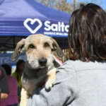 Vacunación antirrábica: así será el cronograma de la próxima semana