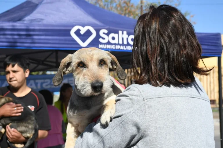 Vacunación antirrábica: así será el cronograma de la próxima semana