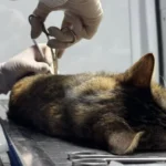 Asà será el cronograma del Móvil de Castración la próxima semana
