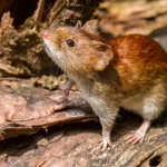 Hantavirus: el total de casos en Argentina asciende a 102