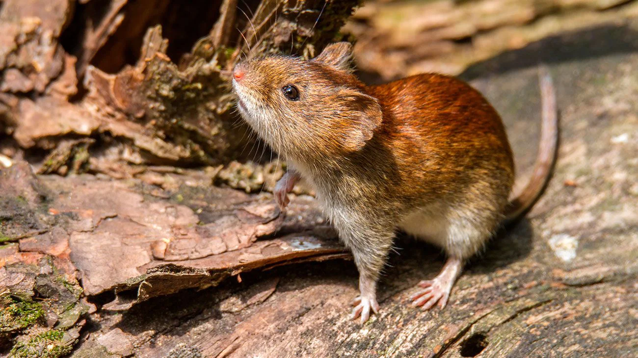 Hantavirus: el total de casos en Argentina asciende a 102