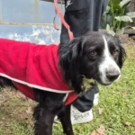 Final feliz para el perrito que apareciĂł atado en la plaza 9 de Julio