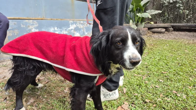 Final feliz para el perrito que apareció atado en la plaza 9 de Julio