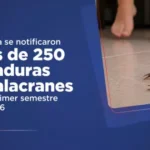 Más de 250 picaduras de alacranes fueron notificadas durante el primer semestre en la provincia