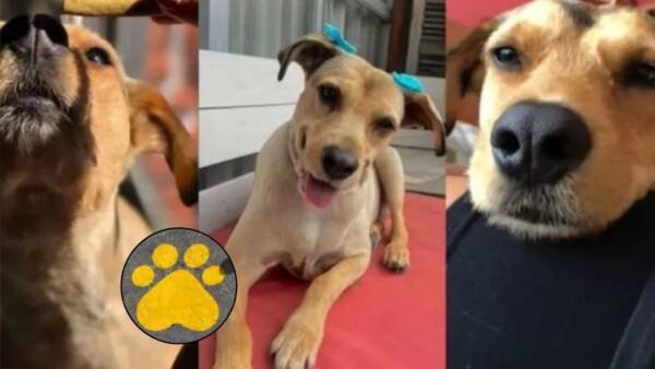 Se pintará una “Patita amarilla” en honor a Lola, la perra que murió por un siniestro vial