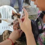 La vacunación antirrábica se realizará la próxima semana en barrio San José
