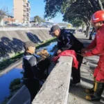 Rescataron a un perro que se cayó a el canal de avenida Hipólito Yrigoyen