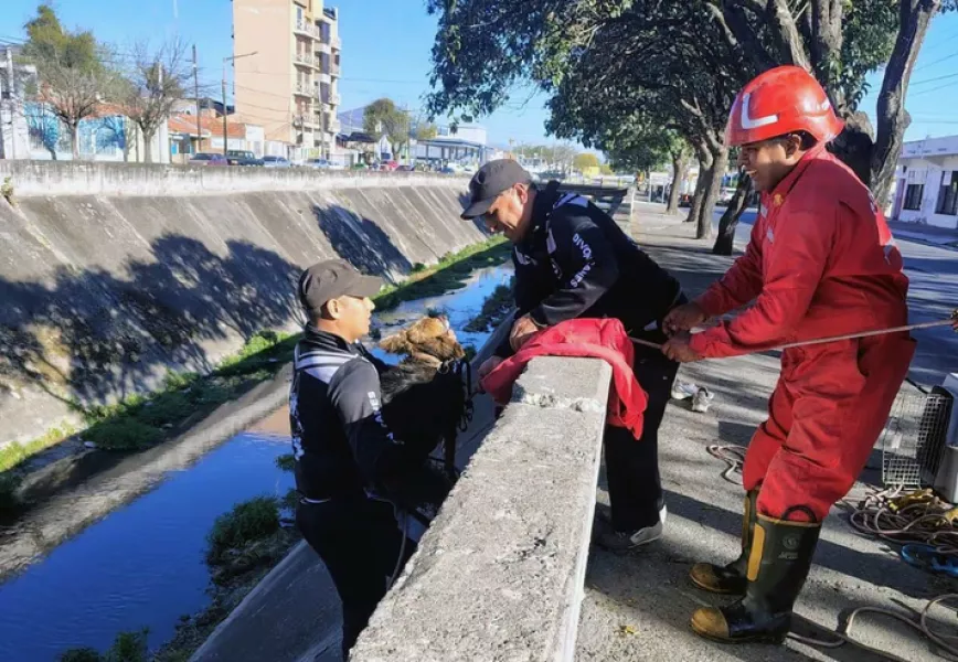 Rescataron a un perro que se cayó a el canal de avenida Hipólito Yrigoyen