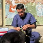 Milagro 2026: comenzó la identificación de perros para evitar extravíos