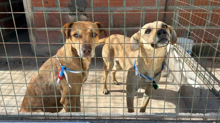 Rescataron 35 animales extraviados durante las celebraciones del Milagro